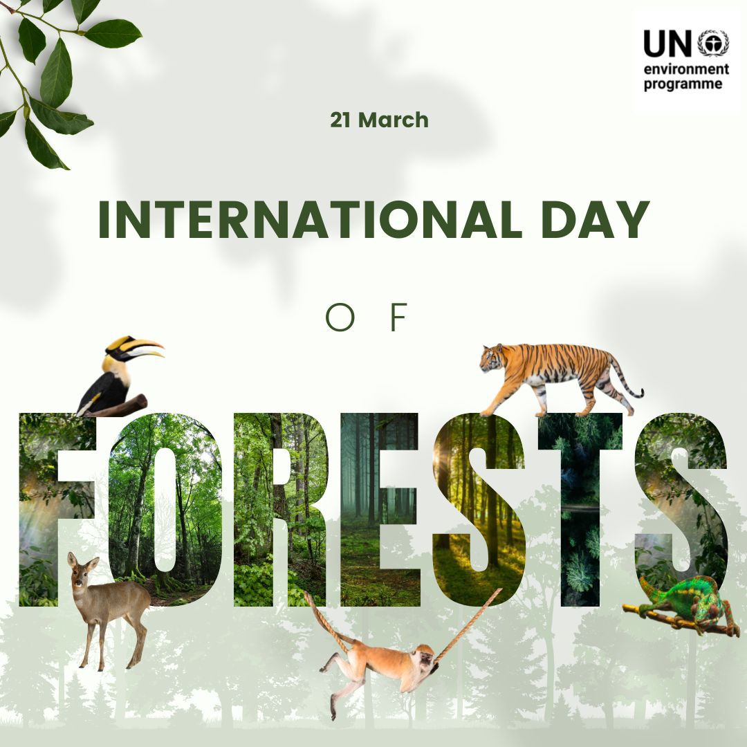 International Day of Forests 2023 global event highlights importance of  forests for environmental and human health