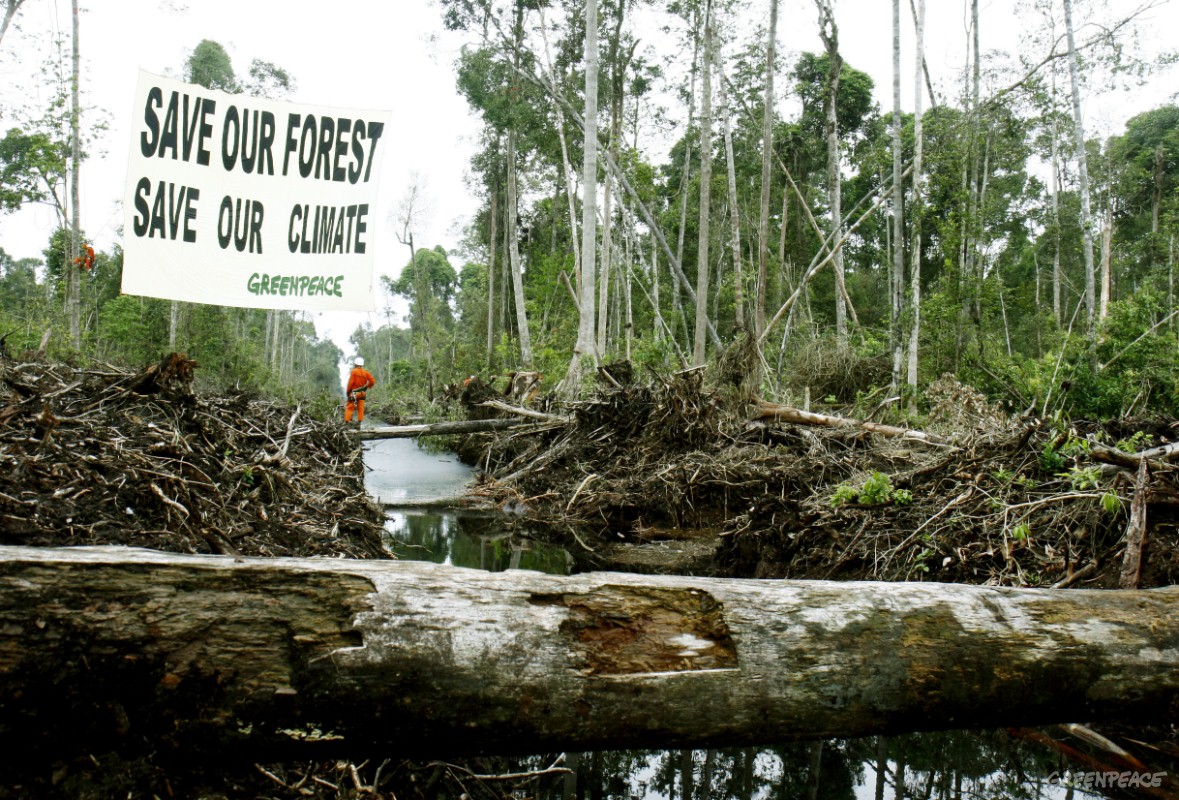 Greenpeace тропические леса
