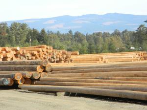 Bell Lumber wood pilings