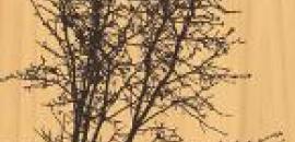 BioSurf-2DL-tree-Stratus-sustainable-laminates-145.jpg