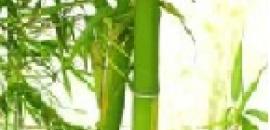 Wagner-Meters_Bamboo-plants-thumb.jpg