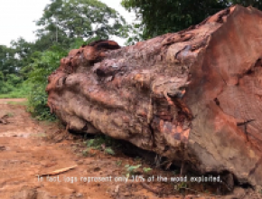 Cameroon logs