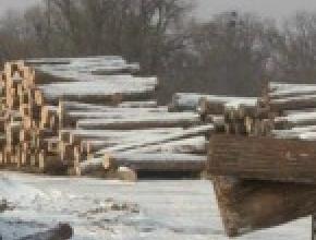 Illegal-Russian-Hardwood-Logging-145.JPG