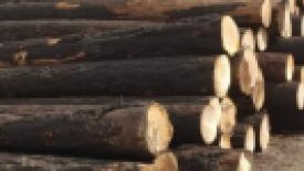 Sawmilling charred logs