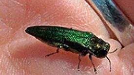 Emerald Ash Borer Spreads in Six More Counties