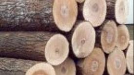 Global Wood Production Grows Four Years in a Row, says U.N. 