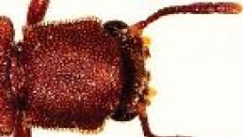 Powderpost-Beetle145.jpg