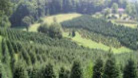 TreeFarm-145.jpg