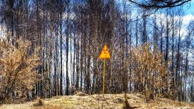Chernobyl-Red-Forest-Hill.jpg