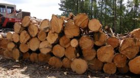 LDAF-timber.jpg