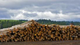 bennett-lumber-logs.jpg