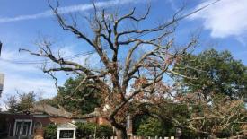 oldest-oak-tree.jpg