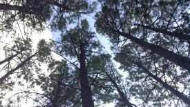 pine-forest-ikea.jpg