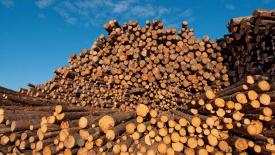 softwood-lumber-logs.jpg