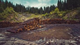 stock-forest-logs.jpg