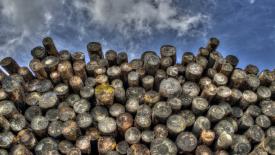 stock-logs-lumber.jpg