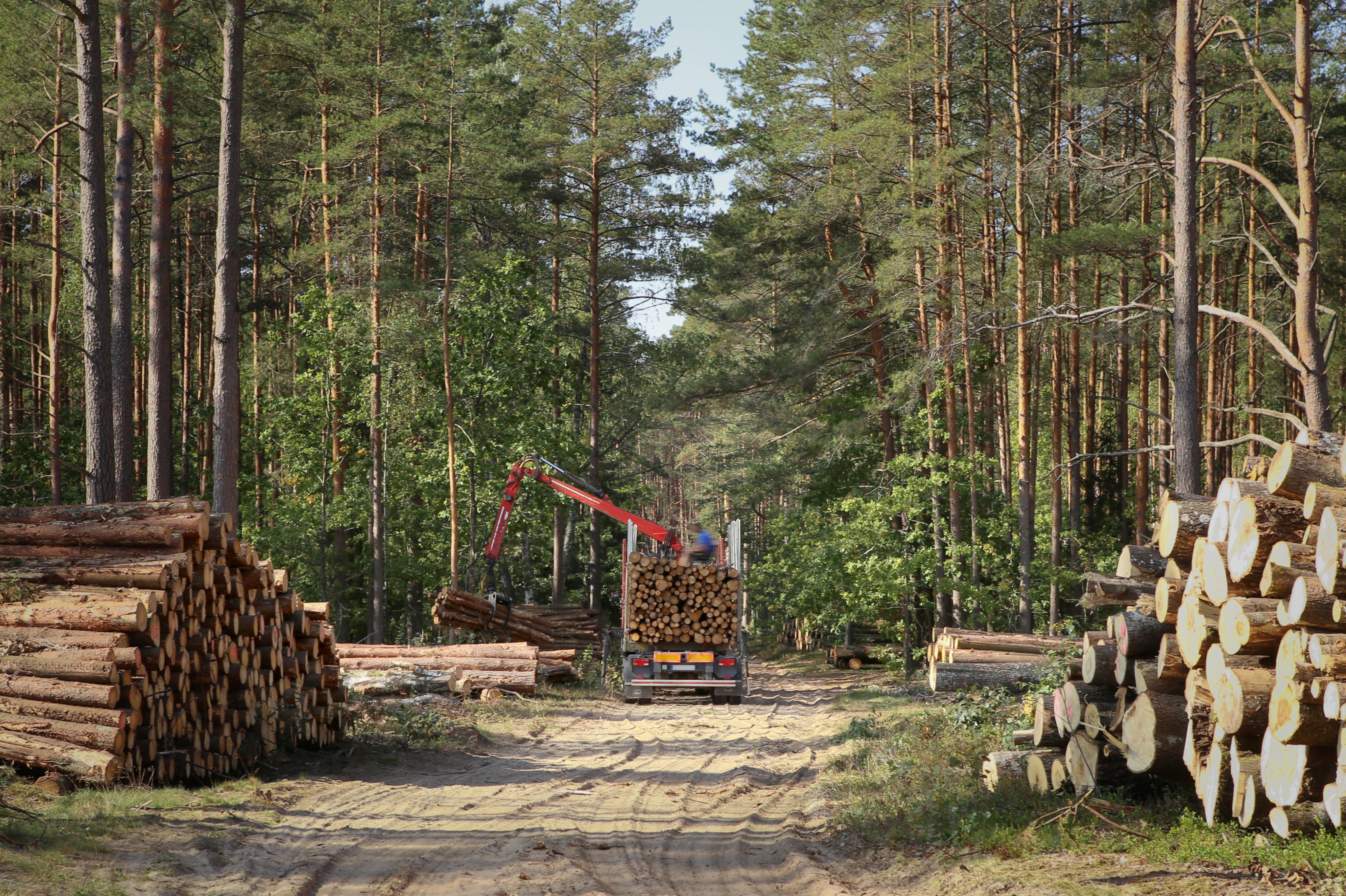 Forest logging operation