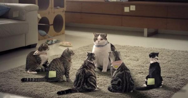 Custom bath company makes hilarious gang-of-cats video to promote its work  | Woodworking Network