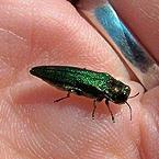Emerald Ash Borer Spreads in Six More Counties
