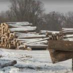 Illegal-Russian-Hardwood-Logging-145.JPG