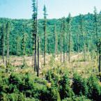 USDA-Forest-Rule.jpg
