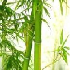 Wagner-Meters_Bamboo-plants-thumb.jpg Wagner-Meters_Bamboo-plants-thumb.jpg