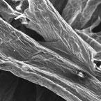 Wood-battery-fiber-Maryland NanoCenter-145.jpg Maryland NanoCenter