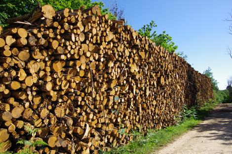 IP-Pulpwood.jpg