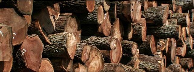 Missouri-Pacific-Lumber-Walnut-logsb.jpg