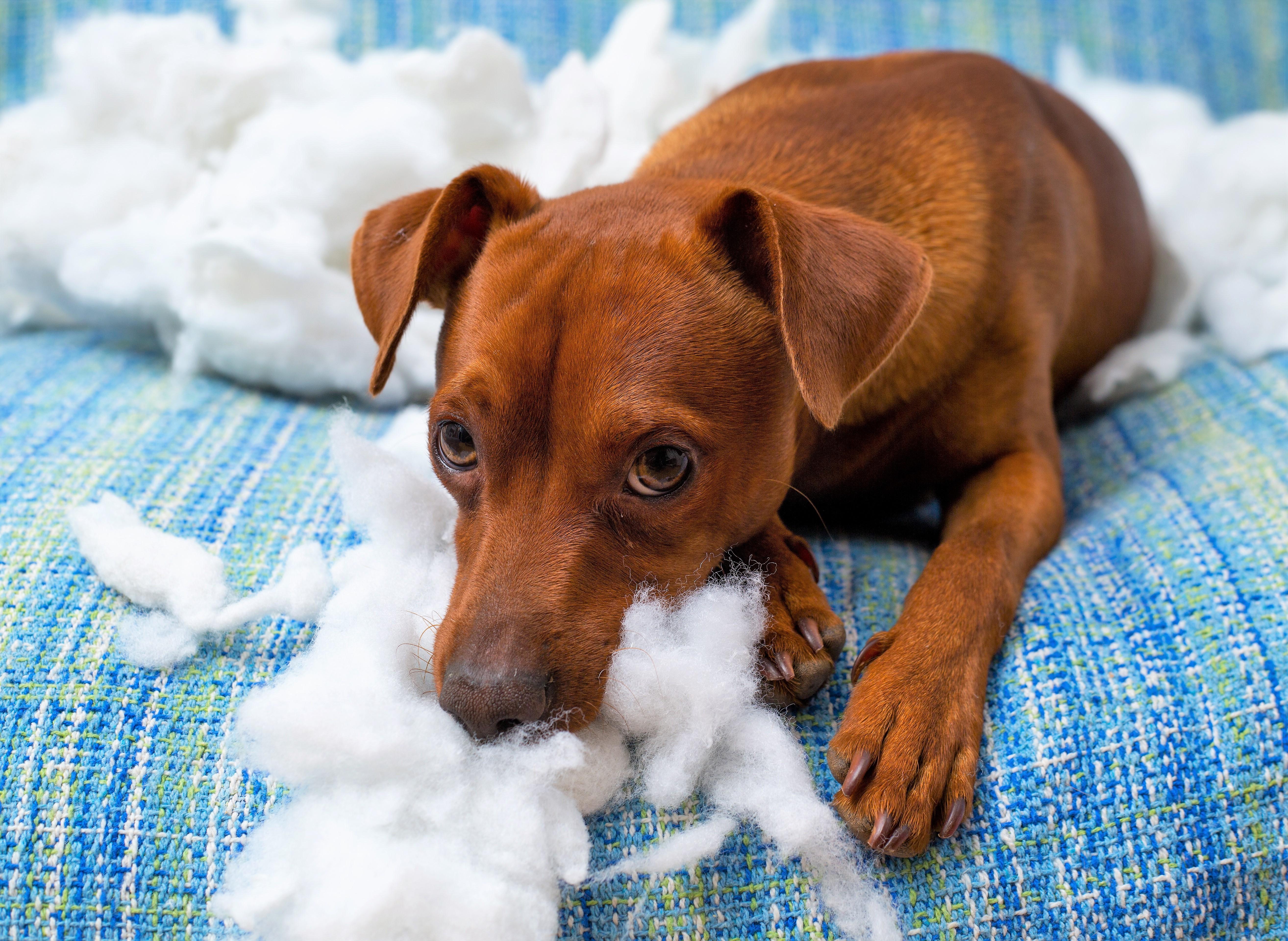 Pet-Damage-Furniture-Insurance.jpg Pet-Damage-Furniture-Insurance.jpg