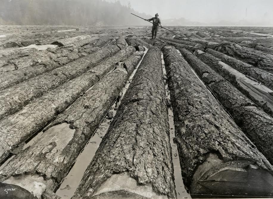 Pope Douglas Fir.jpg Pope Douglas Fir.jpg