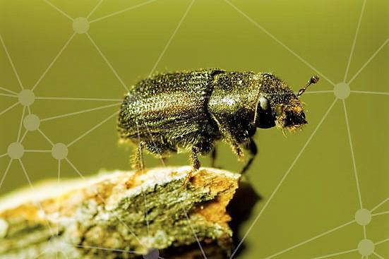 bugs-genome-image.jpg