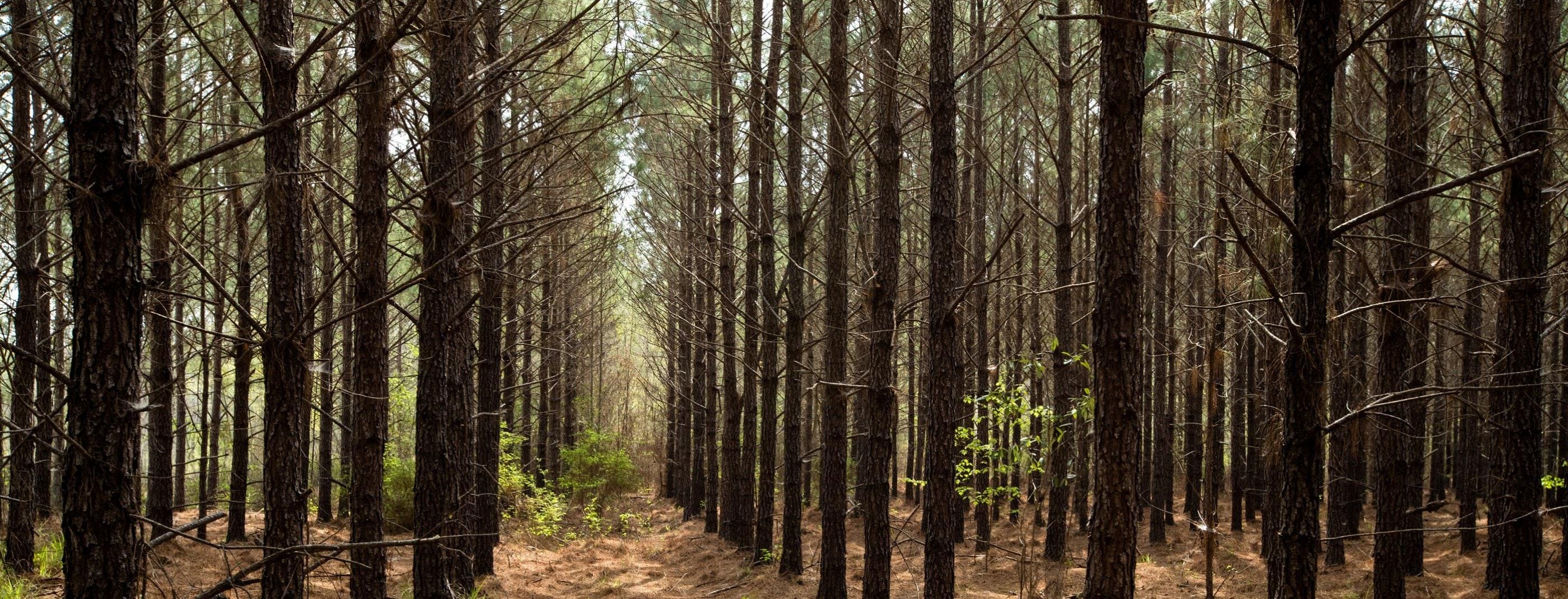 ingvka-group-ga-forest-buy.jpg ingvka-group-ga-forest-buy.jpg