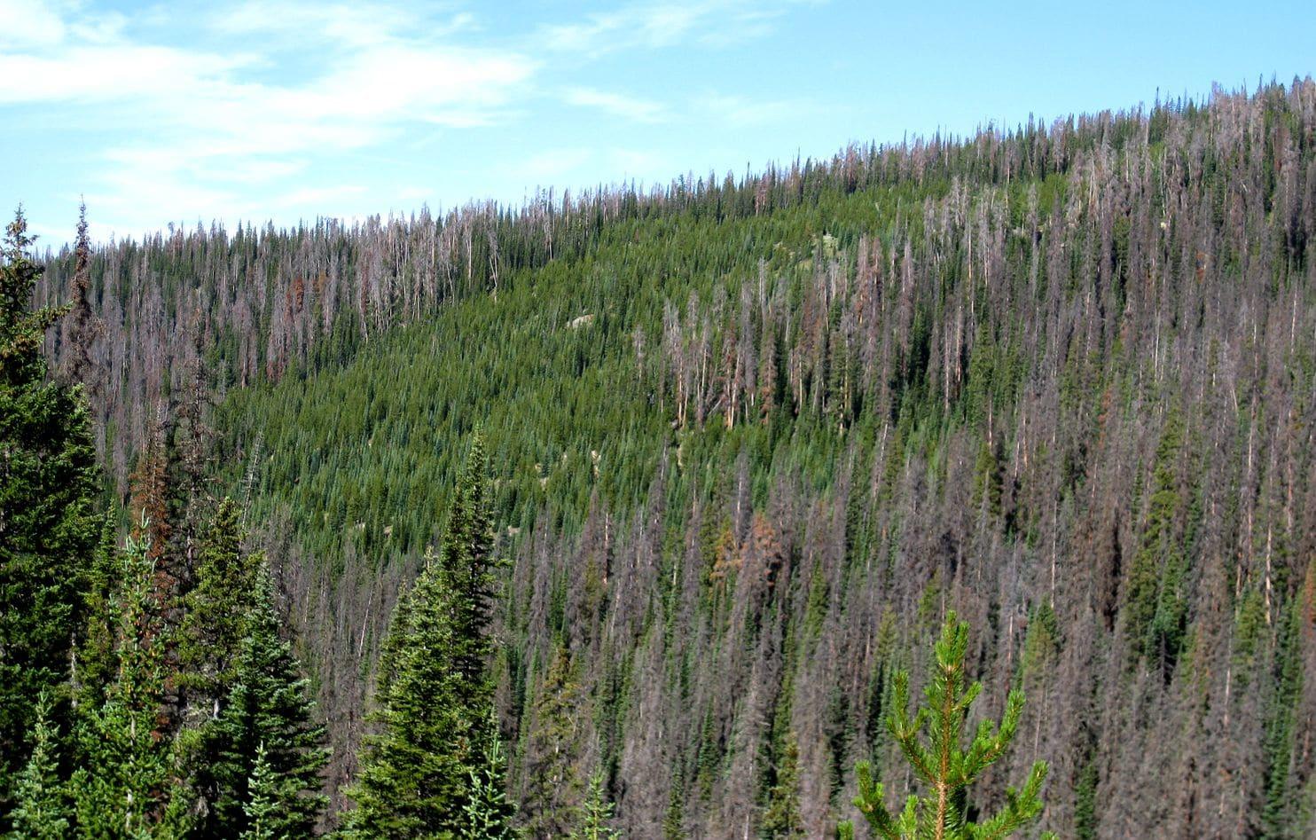 medicine-bow-forest-dead-trees.jpg