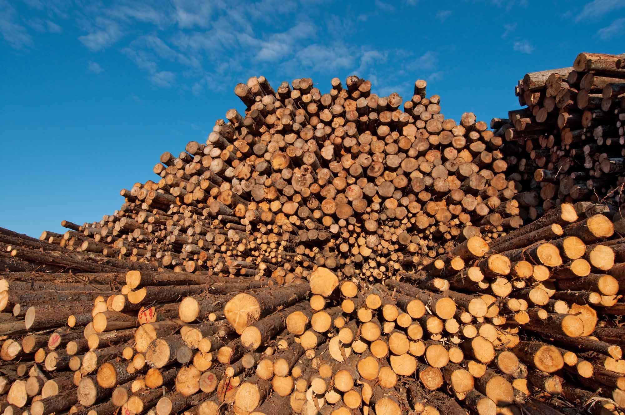 softwood-lumber-logs.jpg softwood-lumber-logs.jpg